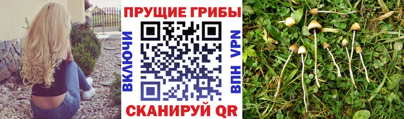 Купить где  Серпухов  Галлюциногенные грибы GOLDEN TEACHER 